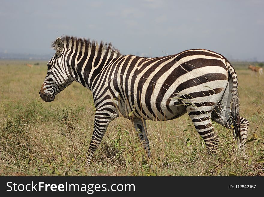 Terrestrial Animal, Wildlife, Zebra, Grassland
