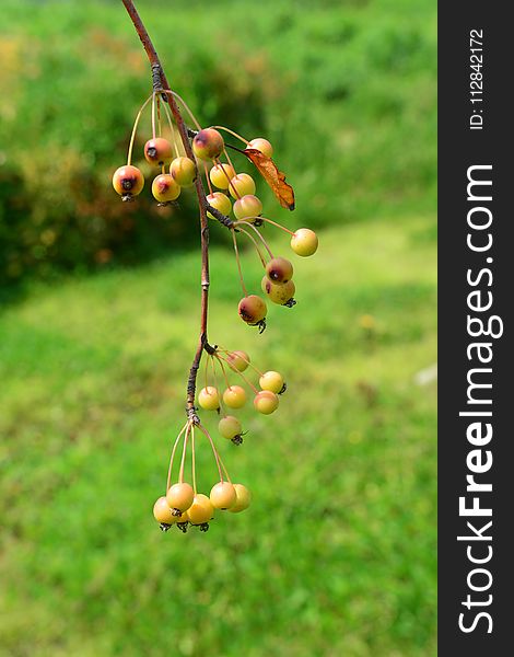 Grass, Plant, Fruit, Spring