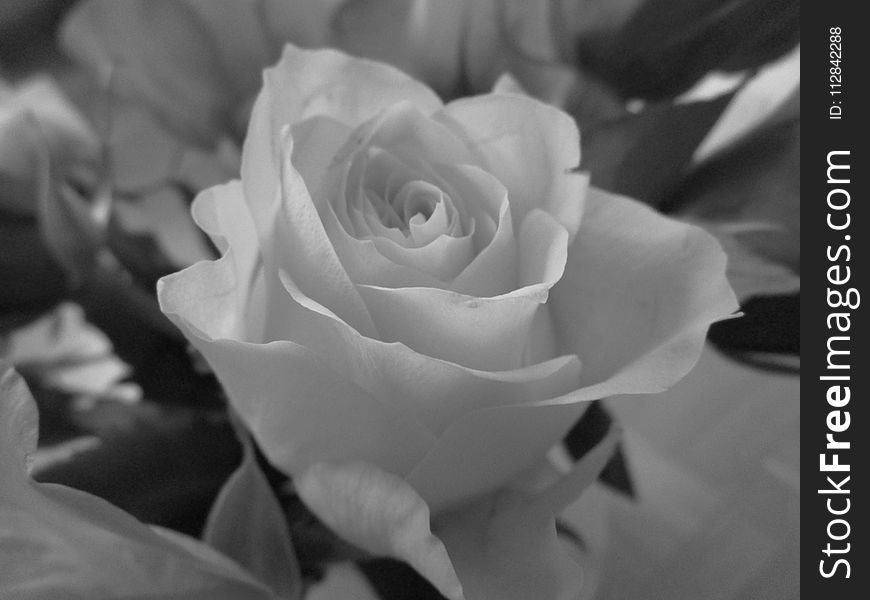 Rose, Rose Family, Flower, White