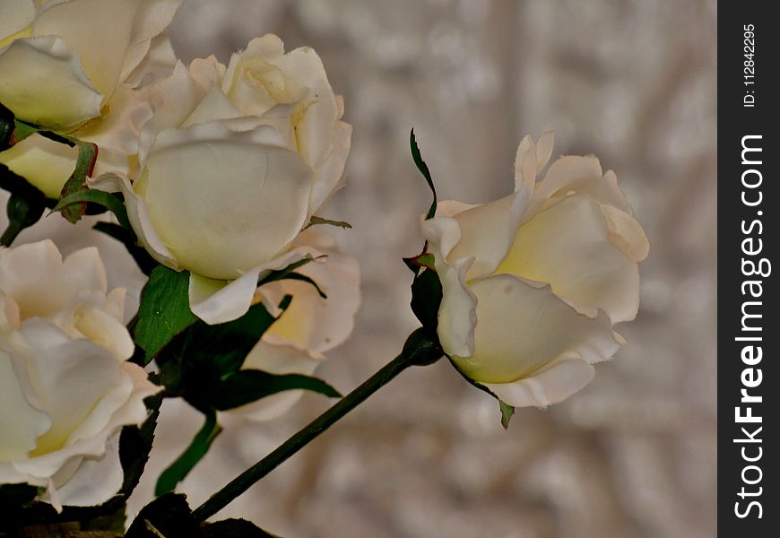 Flower, White, Rose Family, Plant
