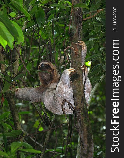 Three Toed Sloth, Fauna, Mammal, Jungle