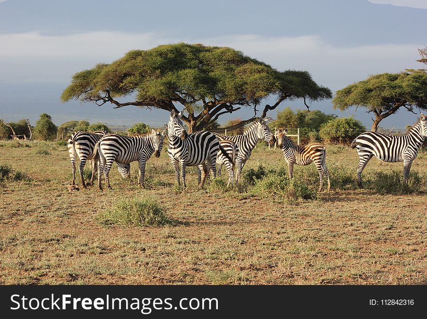 Wildlife, Grassland, Ecosystem, Zebra