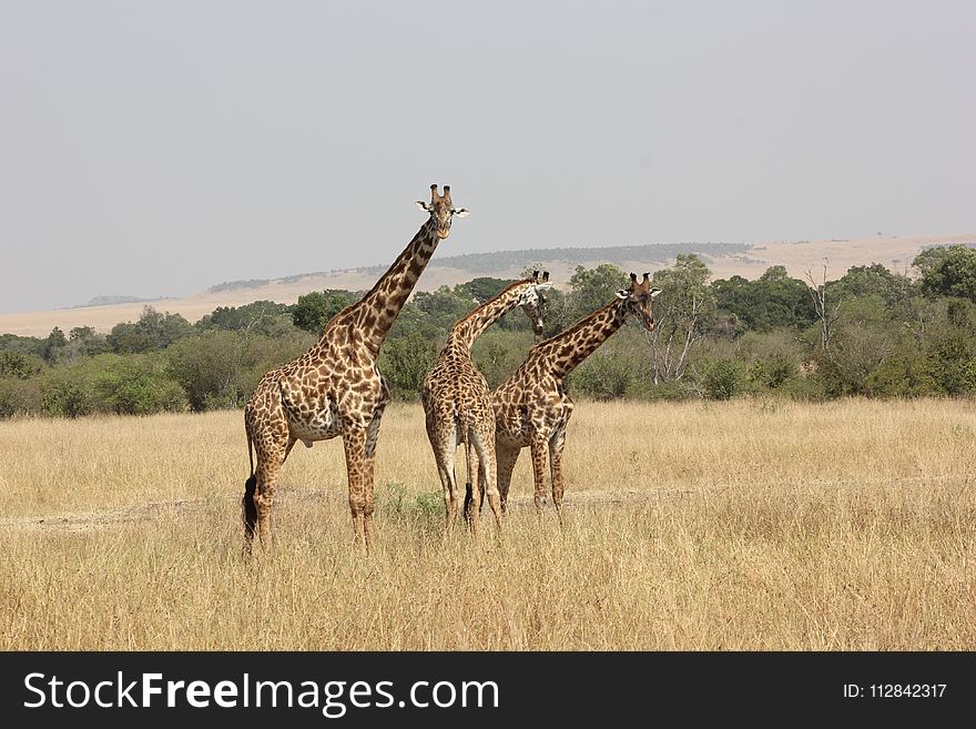 Wildlife, Giraffe, Terrestrial Animal, Grassland