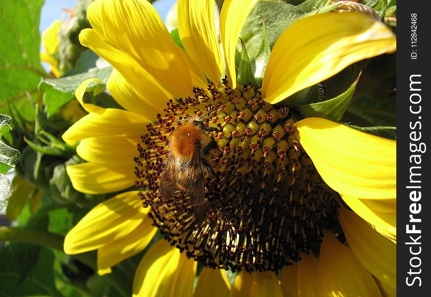 Flower, Sunflower, Yellow, Sunflower Seed