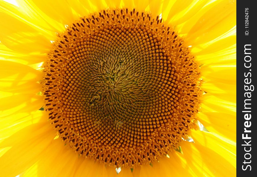 Sunflower, Flower, Yellow, Sunflower Seed