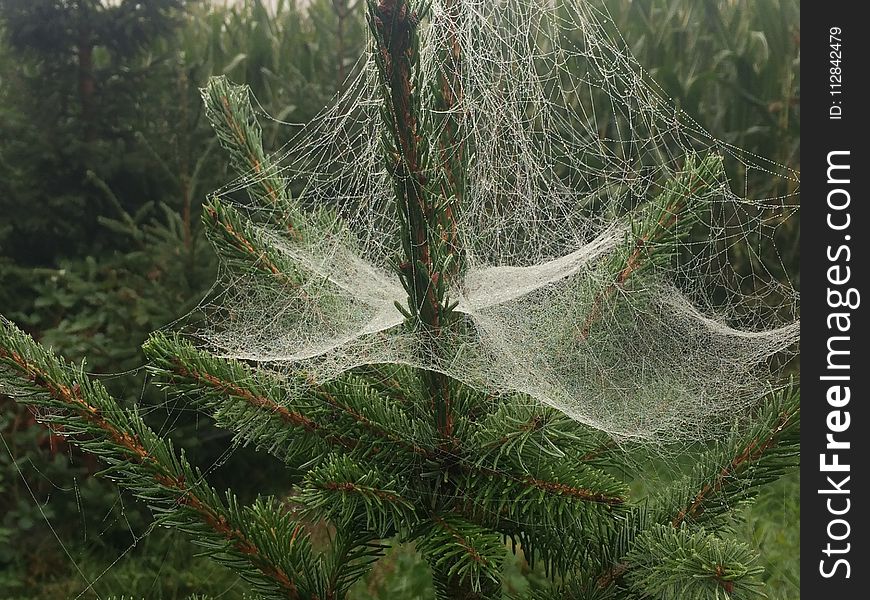 Spider Web, Vegetation, Tree, Pine Family