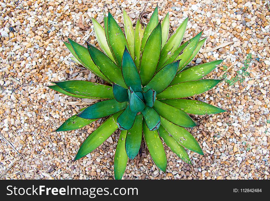 Plant, Agave, Flora, Agave Azul