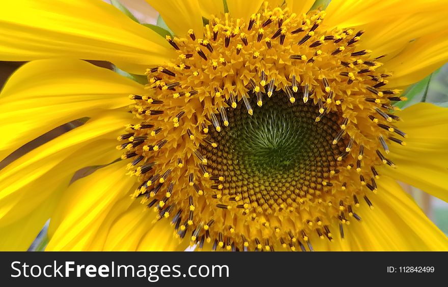 Sunflower, Flower, Yellow, Sunflower Seed