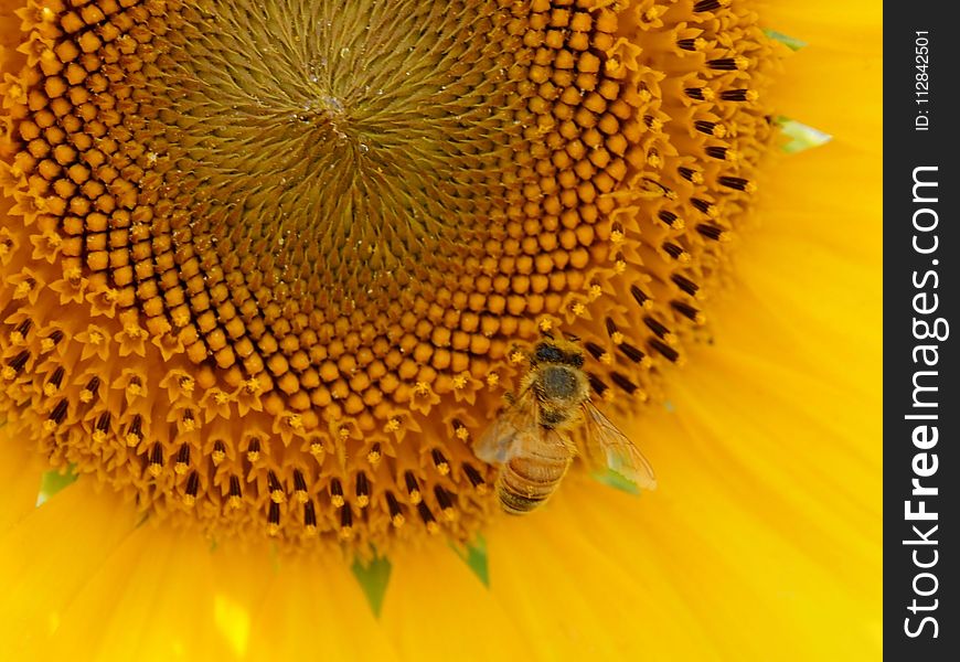 Sunflower, Honey Bee, Bee, Invertebrate