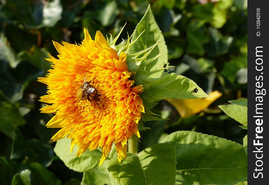 Flower, Sunflower, Pollen, Nectar