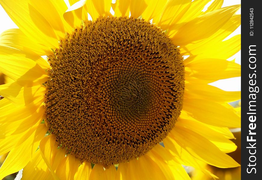 Sunflower, Flower, Yellow, Sunflower Seed