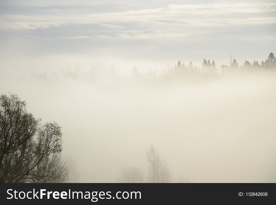 Fog, Sky, Mist, Morning