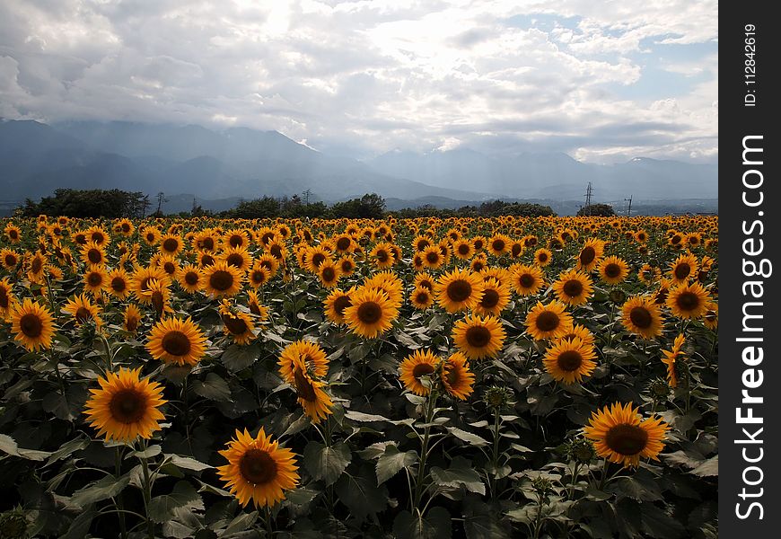 Flower, Sunflower, Field, Sky