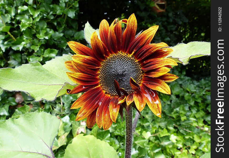 Flower, Sunflower, Plant, Flowering Plant