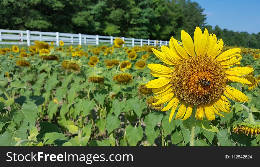Sunflower, Flower, Plant, Field