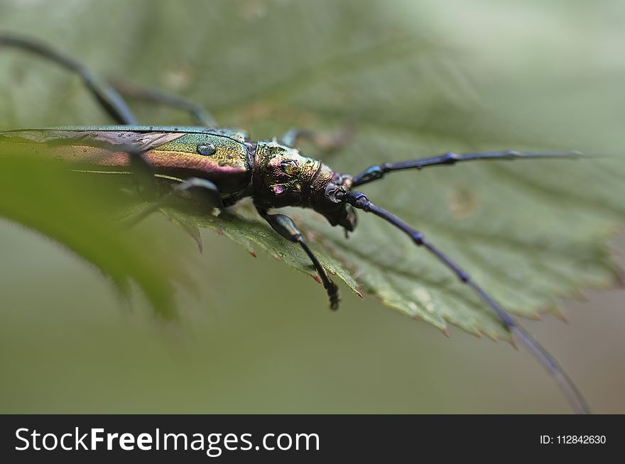 Insect, Invertebrate, Macro Photography, Close Up