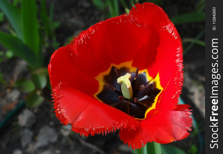 Flower, Flowering Plant, Plant, Wildflower