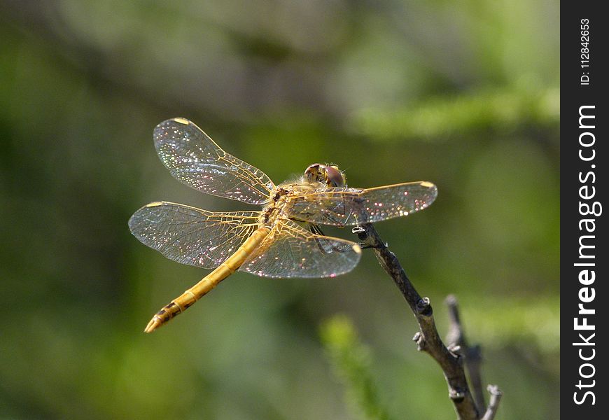 Dragonfly, Insect, Dragonflies And Damseflies, Invertebrate