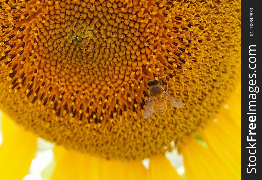 Sunflower, Pollen, Sunflower Seed, Flower