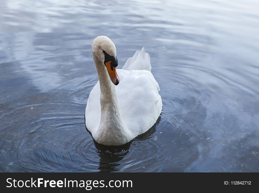 Bird, Swan, Water Bird, Water