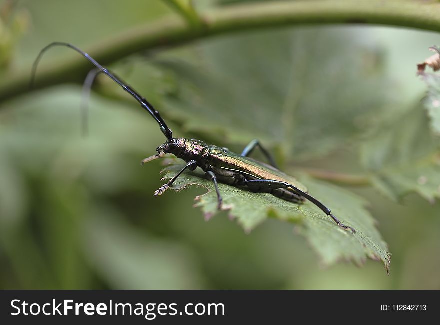 Insect, Longhorn Beetle, Invertebrate, Fauna