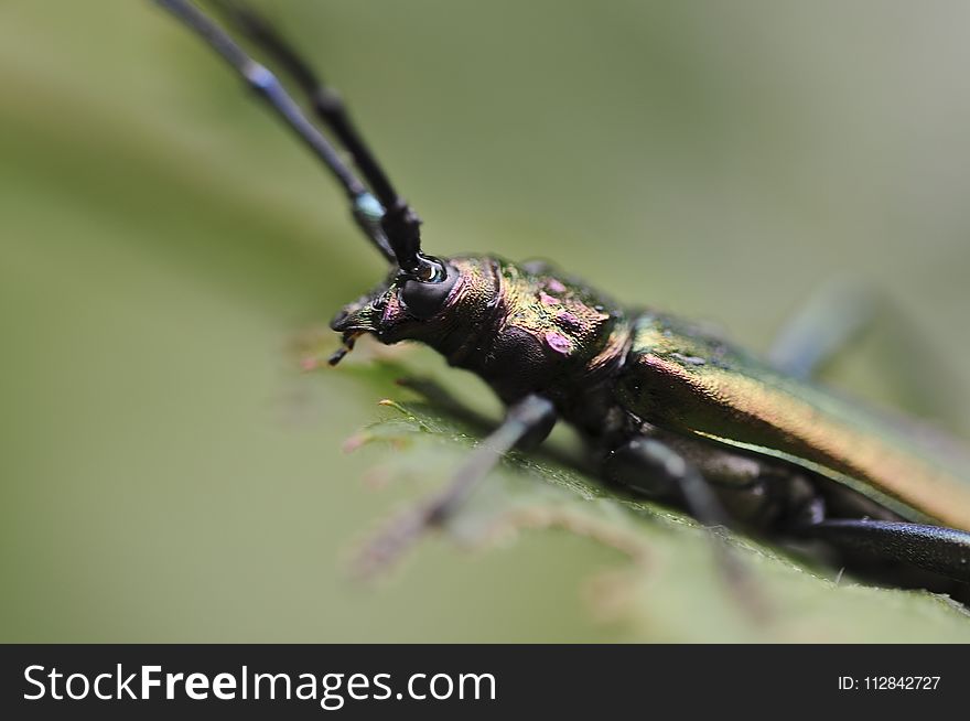 Insect, Macro Photography, Invertebrate, Fauna