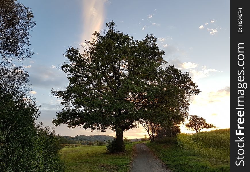 Tree, Sky, Cloud, Nature