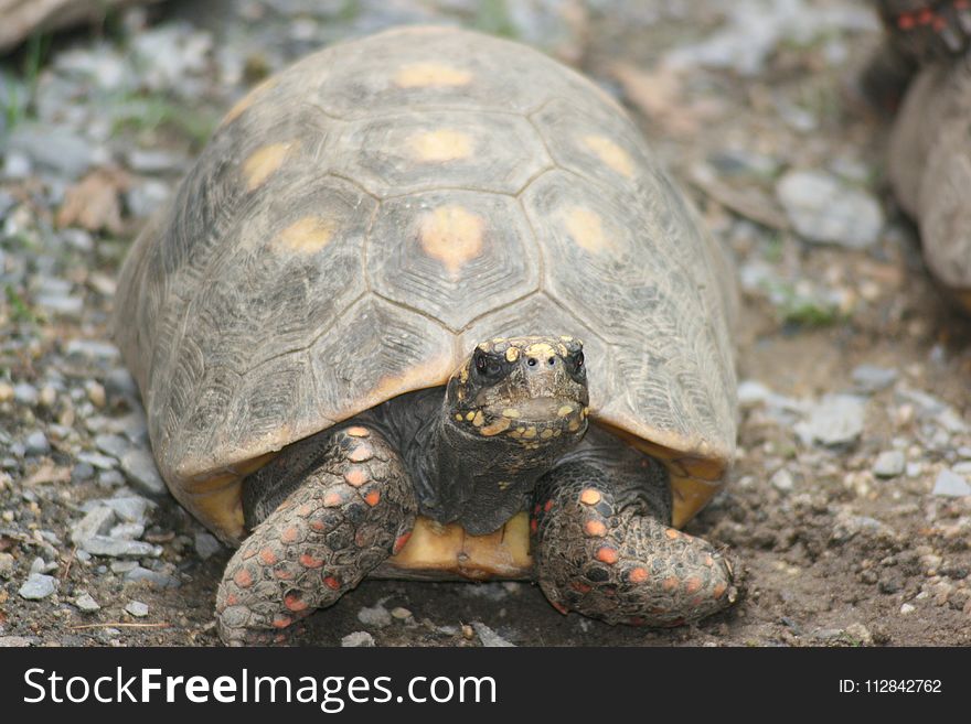 Tortoise, Turtle, Emydidae, Terrestrial Animal