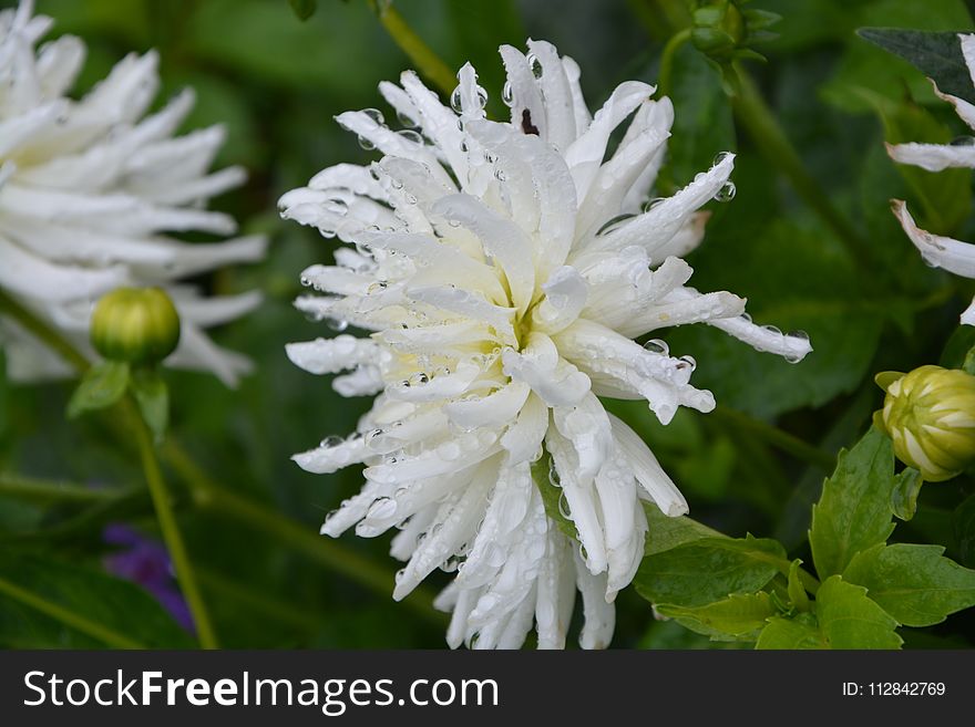 Flower, Plant, Flora, Flowering Plant