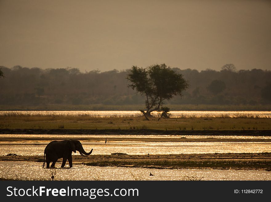 Wildlife, Field, Morning, Grass