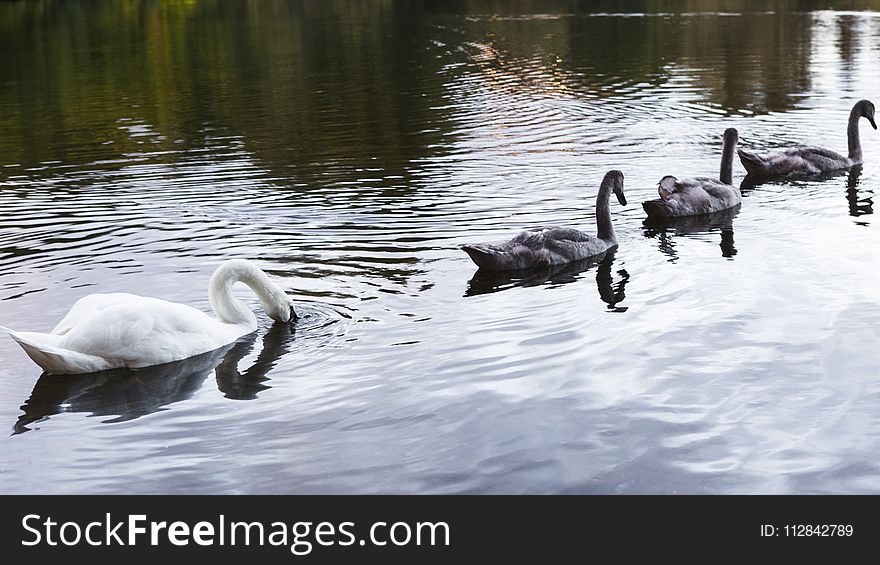 Bird, Water Bird, Swan, Ducks Geese And Swans