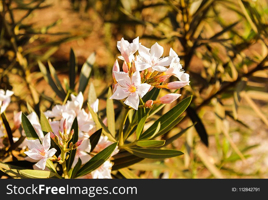 Flower, Plant, Flora, Flowering Plant