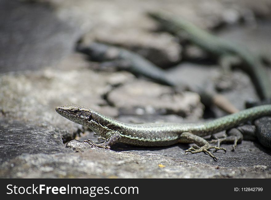 Reptile, Lizard, Lacertidae, Scaled Reptile