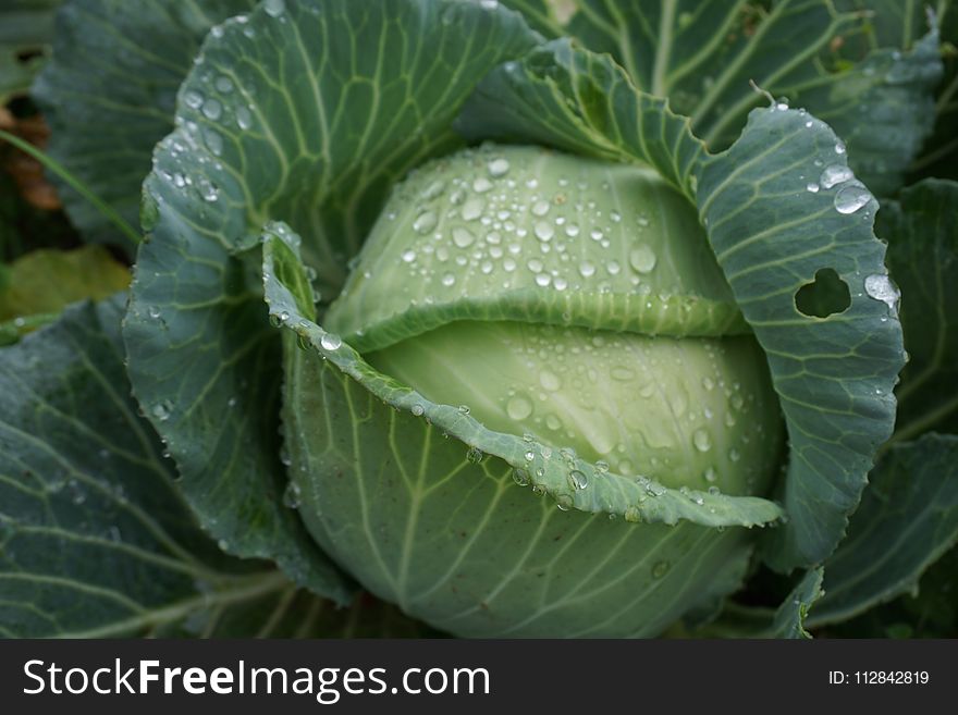 Cabbage, Vegetable, Leaf, Savoy Cabbage