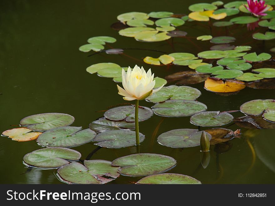 Water, Flower, Flora, Plant