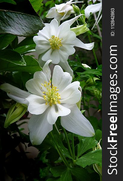 Flower, Plant, White, Flora