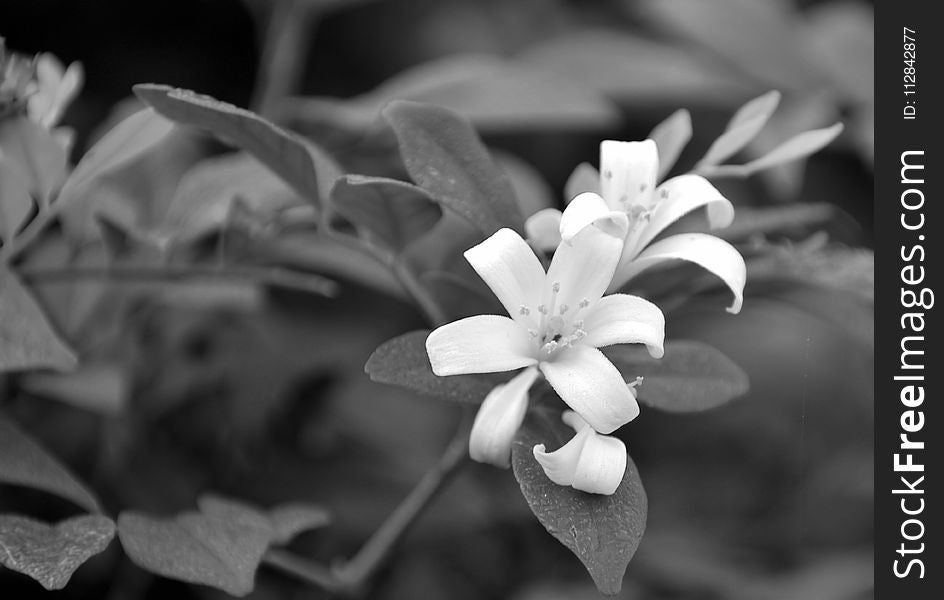 Flower, White, Flora, Black And White