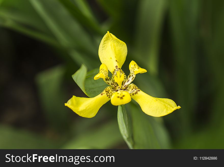 Flower, Flora, Wildflower, Plant