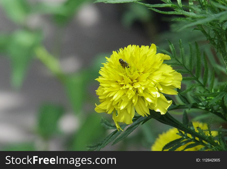 Flower, Yellow, Flora, Sow Thistles