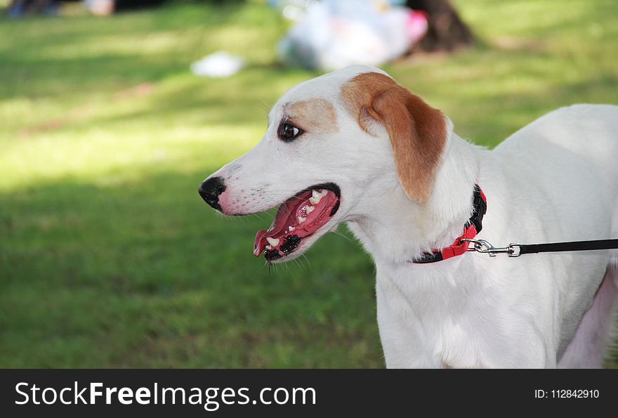 Dog, Dog Breed, Snout, Grass