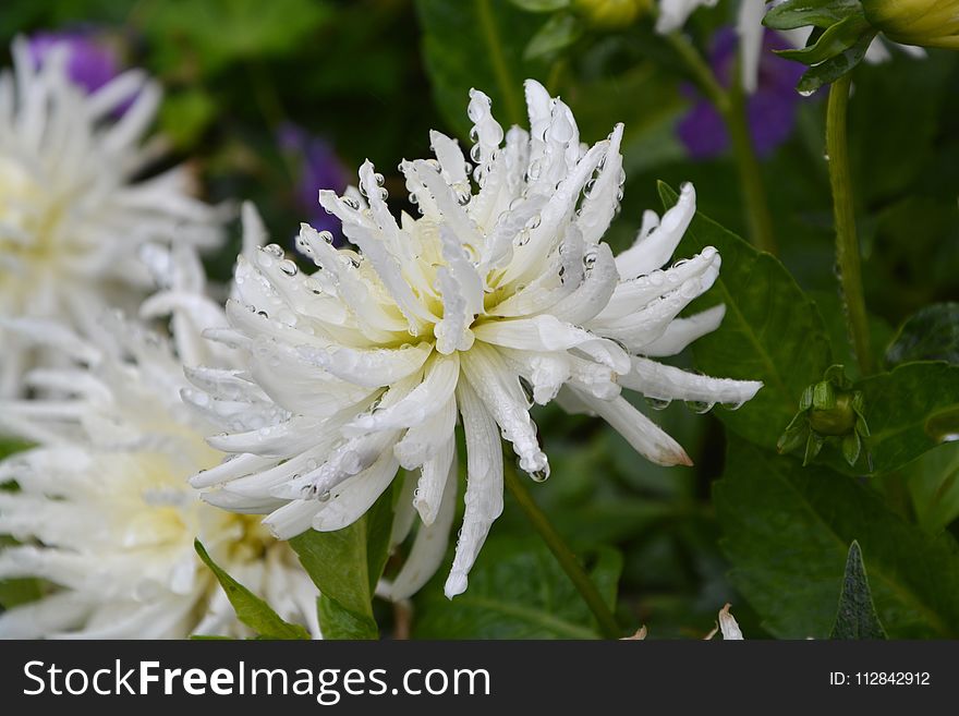 Flower, Plant, Flora, Flowering Plant