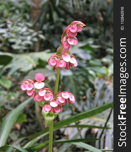 Plant, Flower, Flora, Flowering Plant