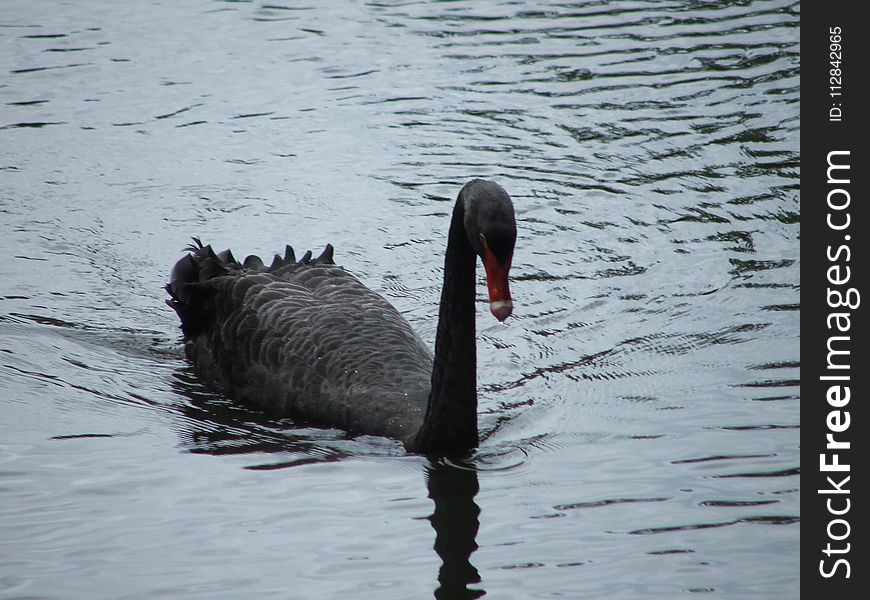 Black Swan, Water Bird, Bird, Ducks Geese And Swans