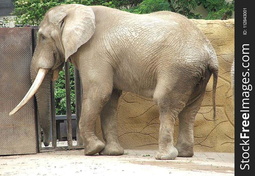 Elephant, Elephants And Mammoths, Terrestrial Animal, Indian Elephant