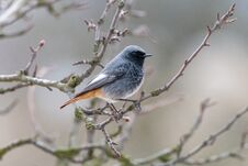 The Male Black Redstart Phoenicurus Ochruros Sitting On Branch With Grey Blurred Background Royalty Free Stock Photo