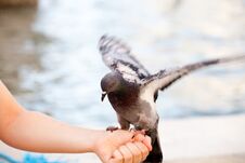 Feeding The Dove In Venice, Blurred Background Stock Image