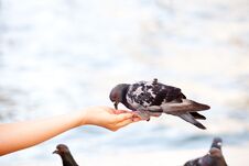 Feeding The Dove In Venice, Blurred Background Royalty Free Stock Photography