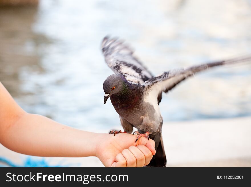 Feeding the dove in Venice, blurred background Dove is sitting on a man`s hand