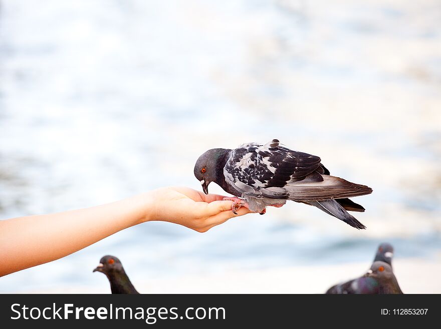 Feeding the dove in Venice, blurred background Dove is sitting on a man`s hand