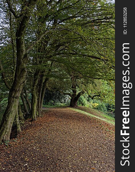 Tree and path in the forest in autumn